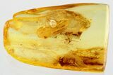 Fossil Wasp (Megaspilidae) and Gall Midge In Baltic Amber #372517-1